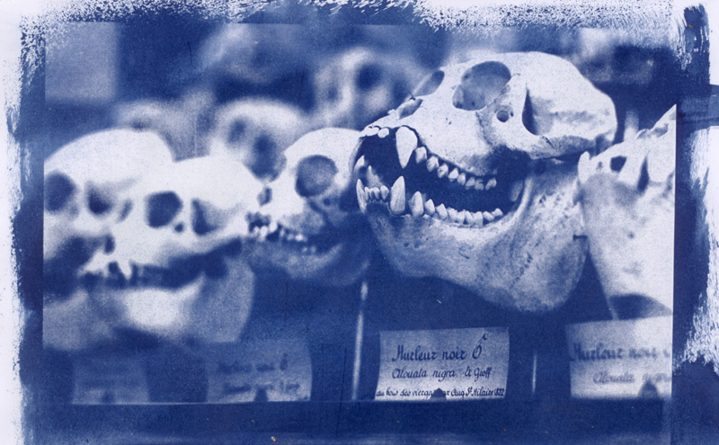 Hurleurnoir disponible 200euro