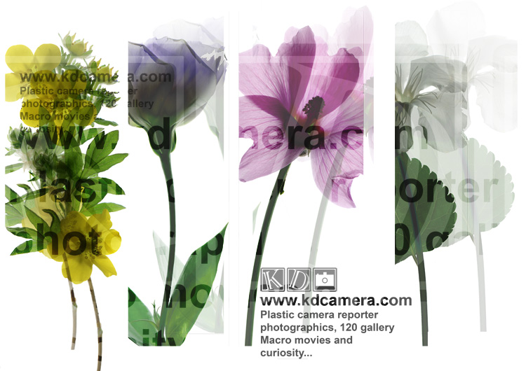 Affiche expo herbier